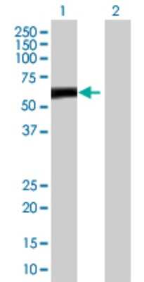 Western Blot ZBTB8A Antibody - Azide and BSA Free
