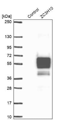 Western Blot: ZC3H10 Antibody [NBP1-82233] - Analysis in control (vector only transfected HEK293T lysate) and ZC3H10 over-expression lysate (Co-expressed with a C-terminal myc-DDK tag (3.1 kDa) in mammalian HEK293T cells).