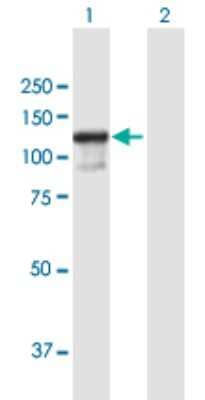 Western Blot: ZC3H11A Antibody [H00009877-B01P] - Analysis of ZC3H11A expression in transfected 293T cell line by ZC3H11A polyclonal antibody.  Lane 1: ZC3H11A transfected lysate(89.1 KDa). Lane 2: Non-transfected lysate.