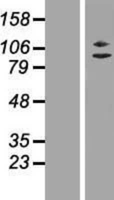 Western Blot: ZC3H11A Overexpression Lysate (Adult Normal) [NBL1-17982] Left-Empty vector transfected control cell lysate (HEK293 cell lysate); Right -Over-expression Lysate for ZC3H11A.