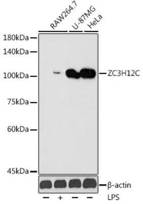 Western Blot: ZC3H12C Antibody [NBP3-16040] - Western blot analysis of extracts of various cell lines, using ZC3H12C antibody (NBP3-16040) at 1:1000 dilution.Raw264.7 cells were treated by LPS (1 ug/ml) at 37C for 8 hours. Secondary antibody: HRP Goat Anti-Rabbit IgG (H+L) at 1:10000 dilution. Lysates/proteins: 25ug per lane. Blocking buffer: 3% nonfat dry milk in TBST. Detection: ECL Enhanced Kit. Exposure time: 180s.