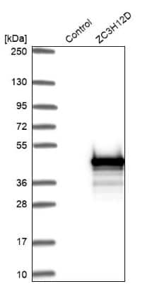 Western Blot: ZC3H12D Antibody [NBP1-91249] - Analysis in control (vector only transfected HEK293T lysate) and ZC3H12D over-expression lysate (Co-expressed with a C-terminal myc-DDK tag (3.1 kDa) in mammalian HEK293T cells).