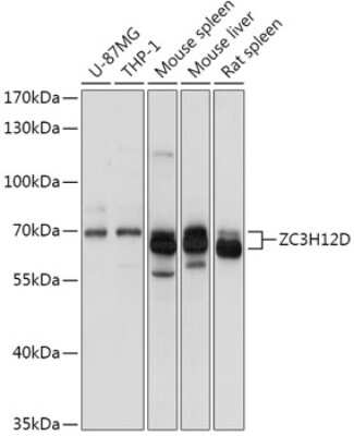 Western Blot ZC3H12D Antibody - Azide and BSA Free