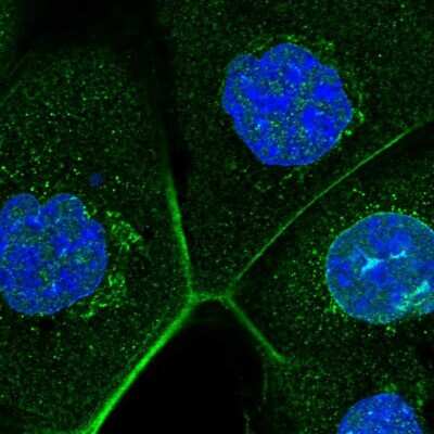 Immunocytochemistry/ Immunofluorescence ZC3H13 Antibody - BSA Free