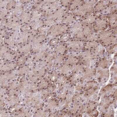 Immunohistochemistry ZC3H13 Antibody - BSA Free