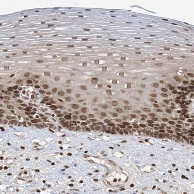 Immunohistochemistry-Paraffin ZC3H13 Antibody - BSA Free