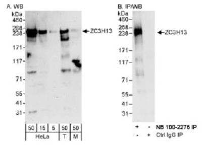 Western Blot ZC3H13 Antibody - BSA Free