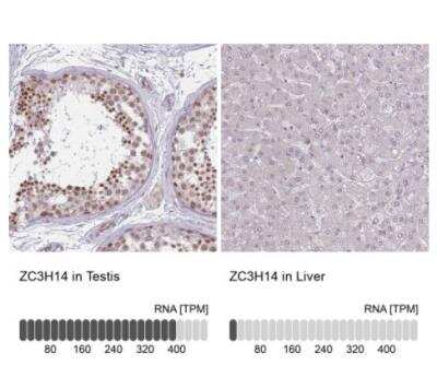 Immunohistochemistry-Paraffin: ZC3H14 Antibody [NBP2-13537] - Analysis in human testis and liver tissues using NBP2-13537 antibody. Corresponding ZC3H14 RNA-seq data are presented for the same tissues.