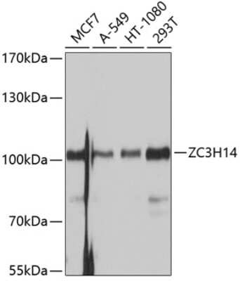 Western Blot: ZC3H14 Antibody [NBP2-93461] - Analysis of extracts of various cell lines, using ZC3H14 at 1:1000 dilution. Secondary antibody: HRP Goat Anti-Rabbit IgG (H+L) at 1:10000 dilution. Lysates/proteins: 25ug per lane. Blocking buffer: 3% nonfat dry milk in TBST. Detection: ECL Basic Kit . Exposure time: 1s.