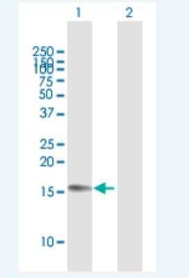 Western Blot: ZC3H18-AS1 Antibody [H00400555-B01P-50ug] - Analysis of C16orf85 expression in transfected 293T cell line by C16orf85 MaxPab polyclonal antibody.  Lane 1: C16orf85 transfected lysate(16.17 KDa). Lane 2: Non-transfected lysate.