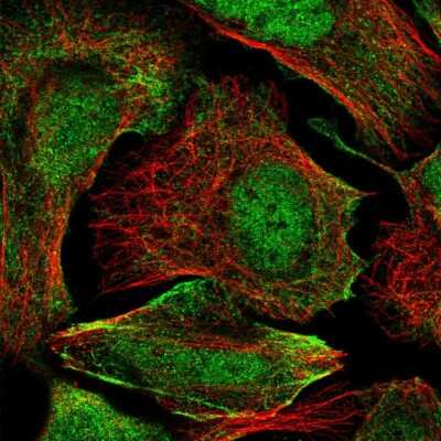 Immunocytochemistry/Immunofluorescence: ZC3H4 Antibody [NBP1-88474] - Immunofluorescent staining of human cell line U-2 OS shows localization to nucleoplasm, cytosol & actin filaments.