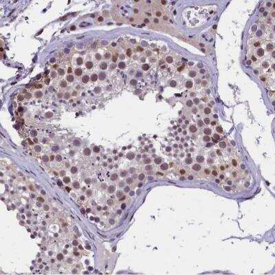 Immunohistochemistry-Paraffin: ZC3H4 Antibody [NBP1-88475] - Staining of human testis shows moderate nuclear positivity in cells in seminiferous ducts.