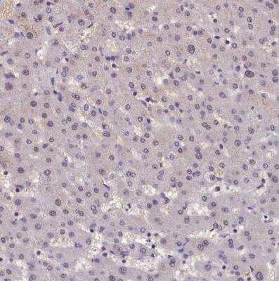 Immunohistochemistry-Paraffin: ZC3H4 Antibody [NBP1-88475] - Staining of human liver shows no positivity in hepatocytes as expected.