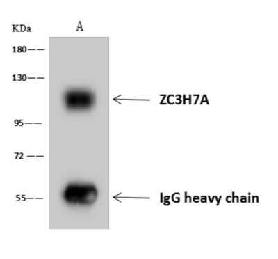 Immunoprecipitation: ZC3H7A Antibody [NBP3-06301] - ZC3H7A was immunoprecipitated using:Lane A:0.5 mg Hela Whole Cell Lysate4 uL anti-ZC3H7A rabbit polyclonal antibody and 60 ug of Immunomagnetic beads Protein AG.Primary antibody:Anti-ZC3H7A rabbit polyclonal antibody, at 1:100 dilution Secondary antibody:Goat Anti-Rabbit IgG (H+L) HRP at 110000 dilutionDeveloped using the ECL technique.Performed under reducing conditions.Predicted band size: 110 kDaObserved band size :110 kDa