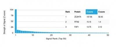 Protein Array: ZC3H7A Antibody (PCRP-ZC3H7A-1D6) - Azide and BSA Free [NBP3-14047] - Analysis of Protein Array containing more than 19,000 full-length human proteins using ZC3H7A Antibody (PCRP-ZC3H7A-1D6).