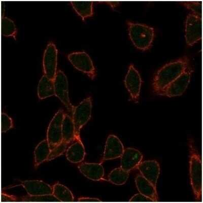 Immunocytochemistry/ Immunofluorescence ZC3H7A Antibody (PCRP-ZC3H7A-1D6)