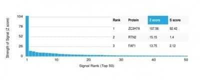 Protein Array ZC3H7A Antibody (PCRP-ZC3H7A-1D6)