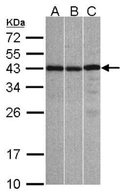 Western Blot: ZC3H8 Antibody [NBP1-32522] - Sample(30 ug whole cell lysate)A:A431 B:Hep G2 C:Raji  12% SDS PAGE, antibody diluted at 1:1000.