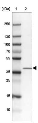 Western Blot: ZC3H8 Antibody [NBP2-33980] - Lane 1: Marker [kDa] 250, 130, 100, 70, 55, 35, 25, 15, 10Lane 2: MOLT-4