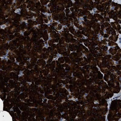 Immunohistochemistry-Paraffin: ZC3HAV1L Antibody [NBP1-86726] - Staining of human pancreas shows strong cytoplasmic positivity in exocrine glandular cells.