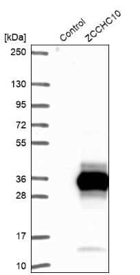 Western Blot: ZCCHC10 Antibody [NBP1-82206] - Analysis in control (vector only transfected HEK293T lysate) and ZCCHC10 over-expression lysate (Co-expressed with a C-terminal myc-DDK tag (3.1 kDa) in mammalian HEK293T cells).