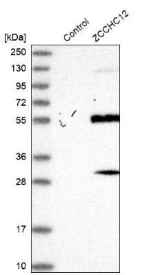 Western Blot: ZCCHC12 Antibody [NBP2-33943] - Analysis in control (vector only transfected HEK293T lysate) and ZCCHC12 over-expression lysate (Co-expressed with a C-terminal myc-DDK tag (3.1 kDa) in mammalian HEK293T cells).