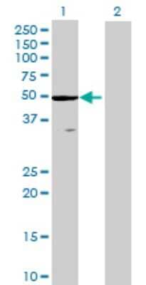 Western Blot: ZCCHC3 Antibody [H00085364-B01P] - Analysis of ZCCHC3 expression in transfected 293T cell line by ZCCHC3 polyclonal antibody.  Lane 1: ZCCHC3 transfected lysate(44.33 KDa). Lane 2: Non-transfected lysate.