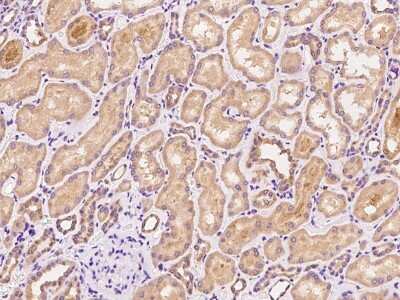 Immunohistochemistry-Paraffin: ZCCHC4 Antibody [NBP2-97816] - Immunochemical staining of human ZCCHC4 in human kidney with rabbit polyclonal antibody at 1:100 dilution, formalin-fixed paraffin embedded sections.