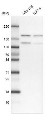 Western Blot ZCCHC8 Antibody