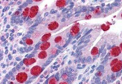 Immunohistochemistry-Paraffin: ZCRB1 Antibody [NBP1-72117] - Staining of human small intestine. Immunohistochemistry of formalin-fixed, paraffin-embedded tissue after heat-induced antigen retrieval. Antibody concentration 10 ug/ml.