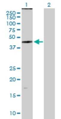 Western Blot: ZDHHC11 Antibody [H00079844-B01P] - Analysis of ZDHHC11 expression in transfected 293T cell line by ZDHHC11 polyclonal antibody.  Lane 1: ZDHHC11 transfected lysate(45.32 KDa). Lane 2: Non-transfected lysate.