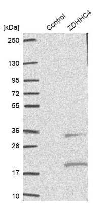 Western Blot: ZDHHC4 Antibody [NBP1-83858] - Analysis in control (vector only transfected HEK293T lysate) and ZDHHC4 over-expression lysate (Co-expressed with a C-terminal myc-DDK tag (3.1 kDa) in mammalian HEK293T cells).