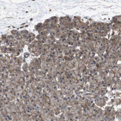 Immunohistochemistry-Paraffin: ZDHHC5 Antibody [NBP1-81376] - Staining of human pancreas shows membranous positivity in exocrine glandular cells.
