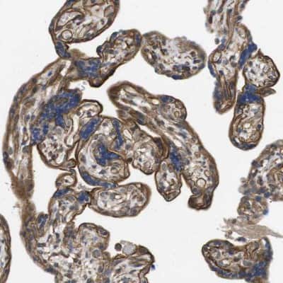 Immunohistochemistry-Paraffin: ZDHHC5 Antibody [NBP1-81376] - Staining of human placenta shows positivity in trophoblastic cells.