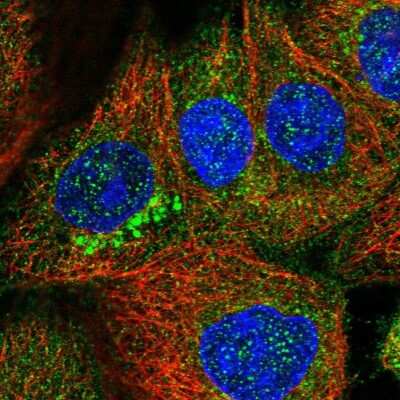 Immunocytochemistry/ Immunofluorescence ZDHHC9 Antibody - BSA Free