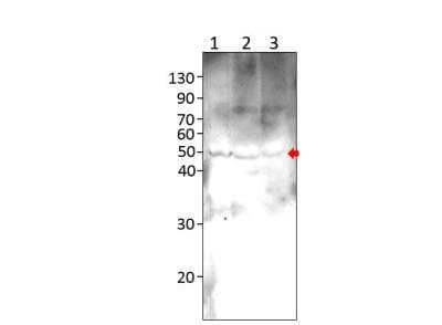 Western Blot ZDHHC9 Antibody