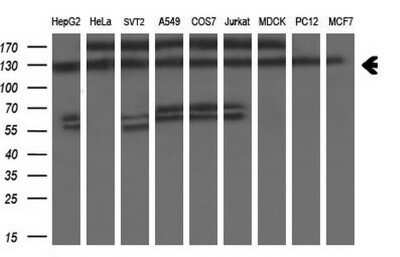 Western Blot: ZEB1 Antibody (OTI3G6) - Azide and BSA Free [NBP2-74910] - Analysis of extracts (35ug) from 9 different cell lines (HepG2: human; HeLa: human; SVT2: mouse; A549: human; COS7: monkey; Jurkat: human; MDCK: canine; PC12: rat; MCF7: human).