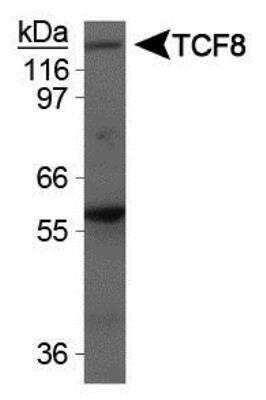 Western Blot: ZEB1 Antibody [22230002] - Western blot detection of TCF8 in U2OS cell lysate.