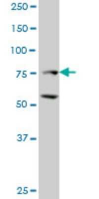 Western Blot: ZEB2 Antibody (2D12) [H00009839-M03] - Analysis of ZFHX1B expression in Hela S3 NE (Cat # L013V3).