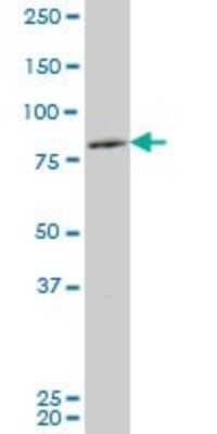 Western Blot: ZEB2 Antibody (2D9) [H00009839-M01] - ZFHX1B monoclonal antibody (M01), clone 2D9. Analysis of ZFHX1B expression in HepG2.