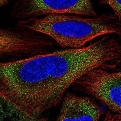 Immunocytochemistry/Immunofluorescence: ZER1 Antibody [NBP2-33525] - Staining of human cell line U-2 OS shows positivity in cytoplasm.