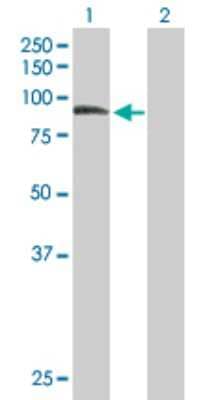 Western Blot: ZER1 Antibody [H00010444-B01P] - Analysis of ZER1 expression in transfected 293T cell line by ZER1 polyclonal antibody.  Lane 1: ZYG11BL transfected lysate(84.26 KDa). Lane 2: Non-transfected lysate.