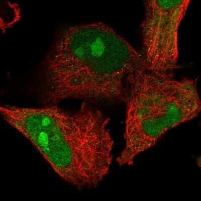 <b>Genetic Strategies Validation. </b>Immunocytochemistry/Immunofluorescence: ZFAND2B Antibody [NBP1-89174] - Staining of human cell line U-251 MG shows localization to nucleus & nucleoli. Antibody staining is shown in green.