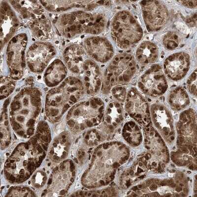 Immunohistochemistry-Paraffin: ZFAND2B Antibody [NBP1-89174] - Staining of human kidney shows strong cytoplasmic and nuclear positivity in cells in tubules.