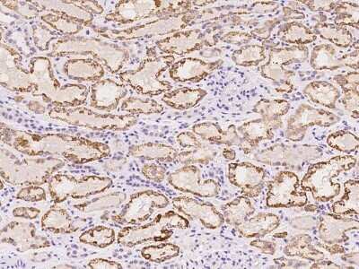 Immunohistochemistry-Paraffin: ZFAND2B Antibody [NBP2-97819] - Immunochemical staining of human ZFAND2B in human kidney with rabbit polyclonal antibody at 1:100 dilution, formalin-fixed paraffin embedded sections.