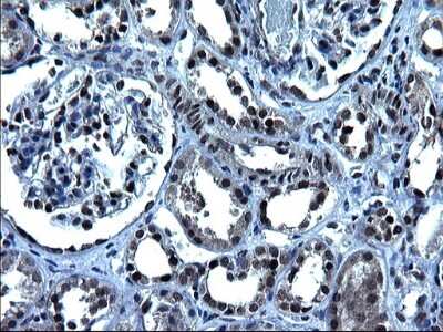 Immunohistochemistry: ZFAND3 Antibody (1H10) [NBP2-46405] - Analysis of Human Kidney tissue. (Heat-induced epitope retrieval by 1 mM EDTA in 10mM Tris, pH8.5, 120C for 3min)