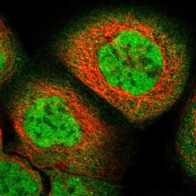 Immunocytochemistry/ Immunofluorescence ZFAND5 Antibody