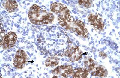 Immunohistochemistry-Paraffin ZFHX2 Antibody - BSA Free