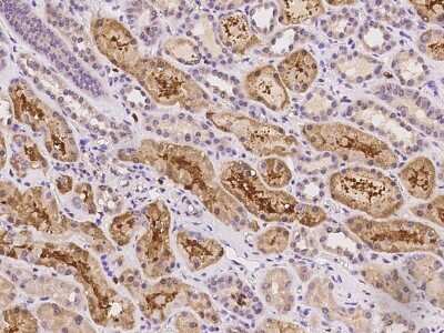 Immunohistochemistry-Paraffin: ZFHX2 Antibody [NBP2-98080] - Immunochemical staining of human ZFHX2 in human kidney with rabbit polyclonal antibody at 1:100 dilution, formalin-fixed paraffin embedded sections.