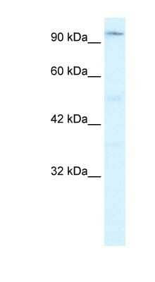 Western Blot ZFHX2 Antibody - BSA Free